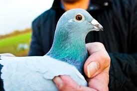 Image result for Abbeyton & Broomfield Racing Pigeons