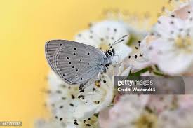 Attēlu rezultāti vaicājumam “Cupido minimus underside”