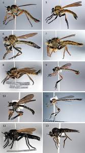 Attēlu rezultāti vaicājumam “Asilidae”