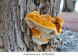 Attēlu rezultāti vaicājumam “Inonotus rheades”