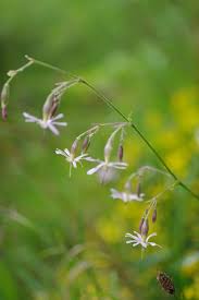 Attēlu rezultāti vaicājumam “Carex chordorrhiza”