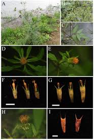 Attēlu rezultāti vaicājumam “Bidens frondosa”