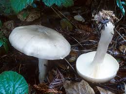 Attēlu rezultāti vaicājumam “Clitocybe nebularis”