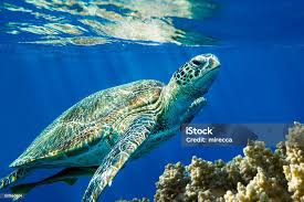 Image result for Caretta caretta