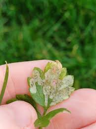 Attēlu rezultāti vaicājumam “Phytomyza ranunculi”