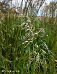 Attēlu rezultāti vaicājumam “Poa pratensis”