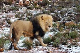 Image result for snow africa