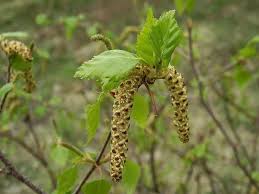 Attēlu rezultāti vaicājumam “Betula humilis male flower”