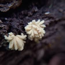 Attēlu rezultāti vaicājumam “Arcyria minuta stalked”