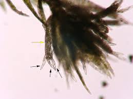 Attēlu rezultāti vaicājumam “Pohlia wahlenbergii macro”