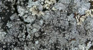 Attēlu rezultāti vaicājumam “Lepraria”