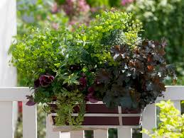 Image result for Wolfsmilch