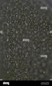 Attēlu rezultāti vaicājumam “Trilophozia quinquedentata”