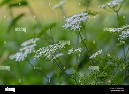 Image result for Chaerophyllum aureum