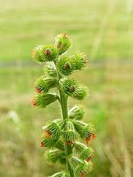 Attēlu rezultāti vaicājumam “Agrimonia eupatoria fruit”