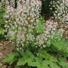Attēlu rezultāti vaicājumam “Bayeriola thymicola”