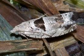 Attēlu rezultāti vaicājumam “Epinotia ramella”