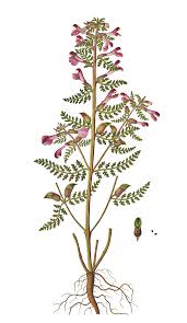 Attēlu rezultāti vaicājumam “Pedicularis palustris”