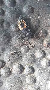 Attēlu rezultāti vaicājumam “Calvia decemguttata larva”