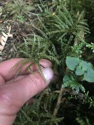 Attēlu rezultāti vaicājumam “Gymnostomum calcareum”