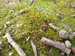 Attēlu rezultāti vaicājumam “Aloina rigida”