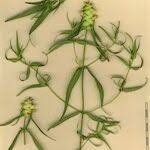 Attēlu rezultāti vaicājumam “Melampyrum cristatum leaf”