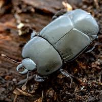 Attēlu rezultāti vaicājumam “Hypocaccus rugiceps”