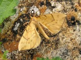 Attēlu rezultāti vaicājumam “Eulithis pyraliata”