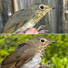 Image result for Catharus ustulatus