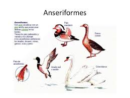 Attēlu rezultāti vaicājumam “Anseriformes”