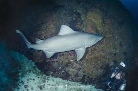 Image result for Odontaspis ferox