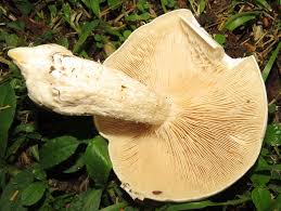 Image result for macrocybe titans