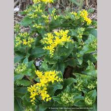 Attēlu rezultāti vaicājumam “Sedum aizoon fruit”