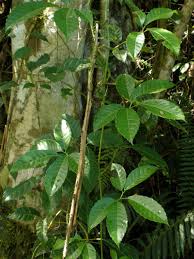 Attēlu rezultāti vaicājumam “Vitaceae”