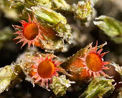 Attēlu rezultāti vaicājumam “Schistidium apocarpum”