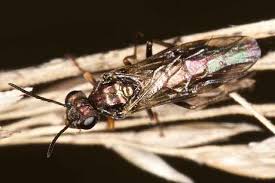 Attēlu rezultāti vaicājumam “Tenthredinidae”