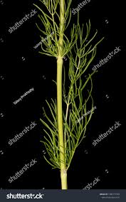 Attēlu rezultāti vaicājumam “Thalictrum lucidum leaf”