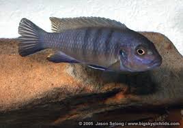 Risultati immagini per cynotilapia pulpican