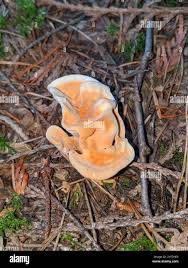 Attēlu rezultāti vaicājumam “Hydnellum aurantiacum”