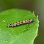 Attēlu rezultāti vaicājumam “Pareulype berberata”