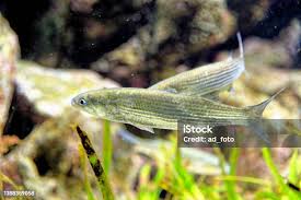 Image result for Chelon saliens