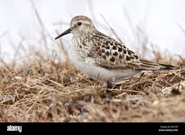 Image result for Calidris bairdii