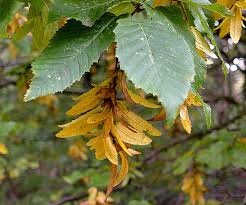 Attēlu rezultāti vaicājumam “Carpinus betulus female flower”