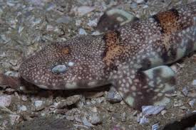 Image result for Haploblepharus edwardsii