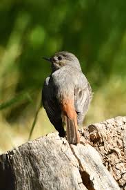 Attēlu rezultāti vaicājumam “Phoenicurus ochruros”