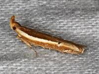 Attēlu rezultāti vaicājumam “Depressariidae”