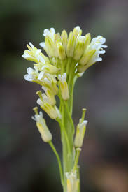 Attēlu rezultāti vaicājumam “Arabis glabra leaf”