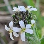 Attēlu rezultāti vaicājumam “Arabis hirsuta fruit”