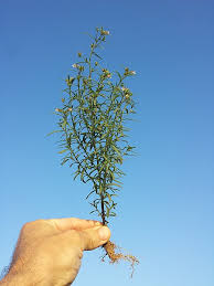 Attēlu rezultāti vaicājumam “Microrrhinum minus leaf”