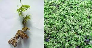 Attēlu rezultāti vaicājumam “Hylocomium splendens sporophyte”